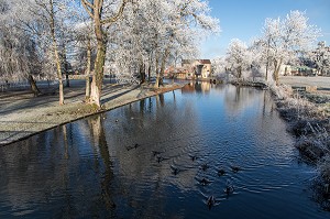 CANARDS SAUVAGES ET MOULIN A EAU SUR LES BORDS DE LA RISLE, GIVRE DANS LES ARBRES BLANCS EN HIVER, RUGLES (27), FRANCE 