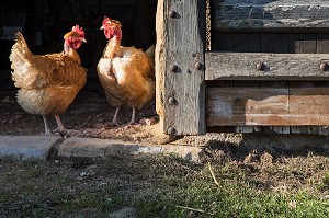 POULES DEVANT L'ECURIE DE LA MAISON DE CAMPAGNE, POISSON (71), FRANCE 