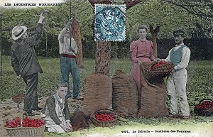 LA CIDRERIE, CUEILLETTE DE POMMES EN NORMANDIE 