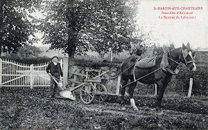 SEMAILLES D'AUTOMNE, SAINT MARTIN AUX CHARTRAINS, (14) CALVADOS, BASSE-NORMANDIE, FRANCE 