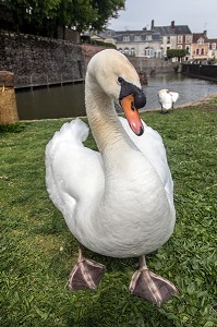 CYGNES DEVANT LE PLAN D'EAU, BOULEVARD BANSARD DES BOIS, BELLEME (61), COMMUNE DU PARC REGIONAL DU PERCHE, VILLAGE DE CARACTERE, NORMANDIE, FRANCE 