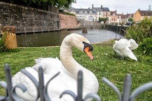 CYGNES DEVANT LE PLAN D'EAU, BOULEVARD BANSARD DES BOIS, BELLEME (61), COMMUNE DU PARC REGIONAL DU PERCHE, VILLAGE DE CARACTERE, NORMANDIE, FRANCE 