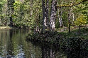 ETANG DE LA HERSE, FORET REMARQUABLE, BELLEME (61), COMMUNE DU PARC REGIONAL DU PERCHE, VILLAGE DE CARACTERE, NORMANDIE, FRANCE 