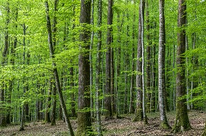 FORET REMARQUABLE, BELLEME (61), COMMUNE DU PARC REGIONAL DU PERCHE, VILLAGE DE CARACTERE, NORMANDIE, FRANCE 