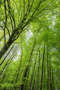 FORET REMARQUABLE, BELLEME (61), COMMUNE DU PARC REGIONAL DU PERCHE, VILLAGE DE CARACTERE, NORMANDIE, FRANCE 