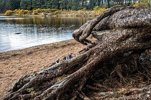 GENETS AU BORD DU LAC LOUGH BEAGH, PARC NATIONAL DE GLENVEAGH, COMTE DE DONEGAL, IRLANDE 