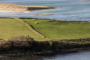 ELEVAGE DE MONTONS SUR L'ILE DE LA BAIE DE BALLYNESS, ROUTE DE MAGHERA, ARDARA, COMTE DE DONEGAL, IRLANDE 