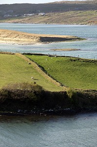 ELEVAGE DE MONTONS SUR L'ILE DE LA BAIE DE BALLYNESS, ROUTE DE MAGHERA, ARDARA, COMTE DE DONEGAL, IRLANDE 