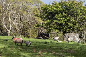 PAYSAGE DE LA CAMPAGNE IRLANDAISE, ELEVAGE DE MOUTONS, ARDARA, COMTE DE DONEGAL, IRLANDE 