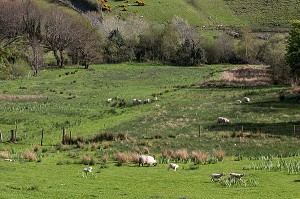 PAYSAGE DE LA CAMPAGNE IRLANDAISE, ELEVAGE DE MOUTONS, ARDARA, COMTE DE DONEGAL, IRLANDE 