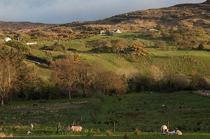 PAYSAGE DE LA CAMPAGNE IRLANDAISE, ELEVAGE DE MOUTONS, ARDARA, COMTE DE DONEGAL, IRLANDE 