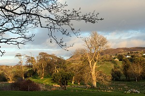 PAYSAGE DE LA CAMPAGNE IRLANDAISE, ELEVAGE DE MOUTONS, ARDARA, COMTE DE DONEGAL, IRLANDE 