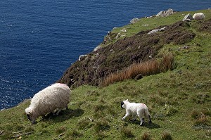 MOUTONS SUR LES FALAISES DE SLIEVE LEAGUE, PARMI LES PLUS HAUTES D'EUROPE, COMTE DE DONEGAL, IRLANDE 