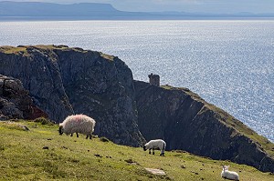 MOUTONS SUR LES FALAISES DE SLIEVE LEAGUE, PARMI LES PLUS HAUTES D'EUROPE, COMTE DE DONEGAL, IRLANDE 