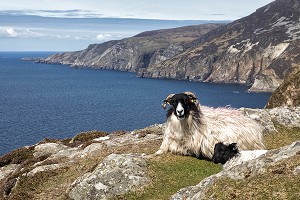 MOUTONS ET AGNEAUX SUR LES FALAISES DE SLIEVE LEAGUE, PARMI LES PLUS HAUTES D'EUROPE, COMTE DE DONEGAL, IRLANDE 