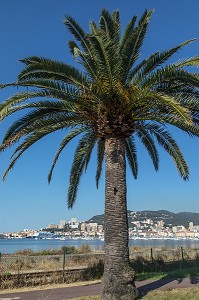 PALMIER SUR LA BAIE D'AJACCIO, CORSE-DU-SUD, FRANCE