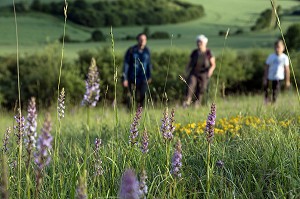 ORCHIDEES SAUVAGES, BALADE EN FAMILLE, RANDONNEE PEDESTRE DANS LA VALLEE DES CAILLES, BONCOURT, ANET,(28), FRANCE 