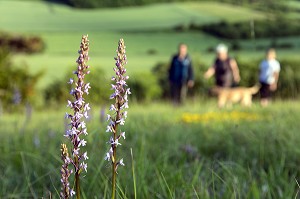 ORCHIDEES SAUVAGES, BALADE EN FAMILLE, RANDONNEE PEDESTRE DANS LA VALLEE DES CAILLES, BONCOURT, ANET,(28), FRANCE 