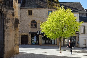 ARBRE AU MILIEU DE LA PLACE DE L'HOTEL DE VILLE, PARAY-LE-MONIAL (71), FRANCE 