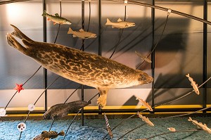 FAUNE MARINE ET POISSONS, MUSEE DU SVALBARD, VILLE DE LONGYEARBYEN, LA PLUS SEPTENTRIONALE DE LA TERRE, SPITZBERG, SVALBARD, OCEAN ARCTIQUE, NORVEGE 