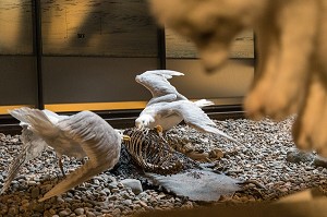 GOELANDS SUR UN CADAVRE, MUSEE DU SVALBARD, VILLE DE LONGYEARBYEN, LA PLUS SEPTENTRIONALE DE LA TERRE, SPITZBERG, SVALBARD, OCEAN ARCTIQUE, NORVEGE 