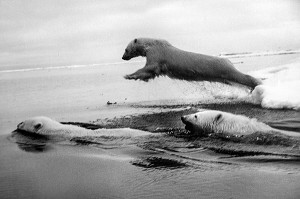 PHOTO D'OURS BLANC DANS LES ANNEES 50, MUSEE DU SVALBARD, VILLE DE LONGYEARBYEN, LA PLUS SEPTENTRIONALE DE LA TERRE, SPITZBERG, SVALBARD, OCEAN ARCTIQUE, NORVEGE 