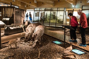 ANIMAUX DU CERCLE POLAIRE, MUSEE DU SVALBARD, VILLE DE LONGYEARBYEN, LA PLUS SEPTENTRIONALE DE LA TERRE, SPITZBERG, SVALBARD, OCEAN ARCTIQUE, NORVEGE 
