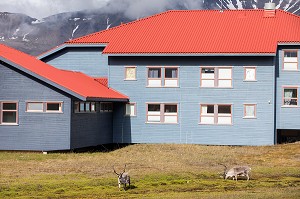 RENNES EN LIBERTE DEVANT LES MAISONS COLOREES EN BOIS, VILLE DE LONGYEARBYEN, LA PLUS SEPTENTRIONALE DE LA TERRE, SPITZBERG, SVALBARD, OCEAN ARCTIQUE, NORVEGE 