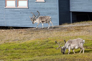 RENNES EN LIBERTE DEVANT LES MAISONS COLOREES EN BOIS, VILLE DE LONGYEARBYEN, LA PLUS SEPTENTRIONALE DE LA TERRE, SPITZBERG, SVALBARD, OCEAN ARCTIQUE, NORVEGE 