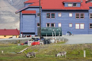 RENNES EN LIBERTE DEVANT LES MAISONS COLOREES EN BOIS, VILLE DE LONGYEARBYEN, LA PLUS SEPTENTRIONALE DE LA TERRE, SPITZBERG, SVALBARD, OCEAN ARCTIQUE, NORVEGE 