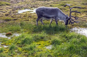RENNES EN LIBERTE, VILLE DE LONGYEARBYEN, LA PLUS SEPTENTRIONALE DE LA TERRE, SPITZBERG, SVALBARD, OCEAN ARCTIQUE, NORVEGE 