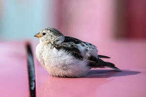 OISEAU BRUANT DES NEIGES SUR LE TOIT D'UNE VOITURE, VILLE DE LONGYEARBYEN, LA PLUS SEPTENTRIONALE DE LA TERRE, SPITZBERG, SVALBARD, OCEAN ARCTIQUE, NORVEGE 