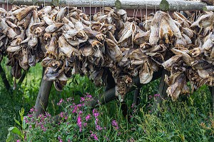 TETES SECHEES DE MORUE DESTINEES A ETRE ECRASE POUR L'EXPORTATION EN AFRIQUE ET CONSOMMEES DANS LA SOUPE, ILES LOFOTEN, NORVEGE 