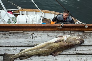 PECHEUR AVEC UNE GROSSE MORUE DE RETOUR DE LA PECHE, PORT DE NUSFJORD, FJORD DE VESTFJORD, ILES LOFOTEN, NORVEGE 
