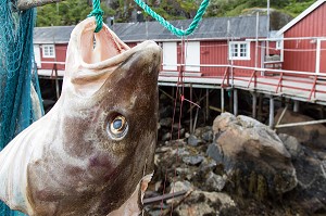 TETE DE MORUE DEVANT UNE MAISON TRADITIONNELLE DE PECHEUR  EN BOIS DE COULEUR ROUGE, NUSFJORD, FJORD DE VESTFJORD, ILES LOFOTEN, NORVEGE 