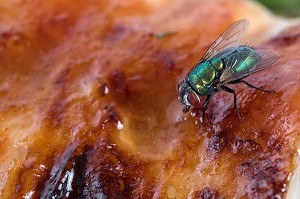 MOUCHE VERTE SUR UN MORCEAU DE VIANDE SORTIE DU FOUR 