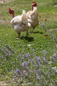 POULE EN PLEIN AIR DEVANT LA MAISON, SAONE-ET-LOIRE (71), FRANCE 