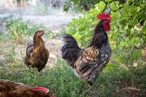 LE COQ ET LA POULE DEVANT LA MAISON 