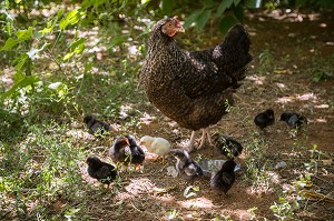 LA POULE ET SES POUSSINS DANS LA COUR, GRAGAS (84), FRANCE 