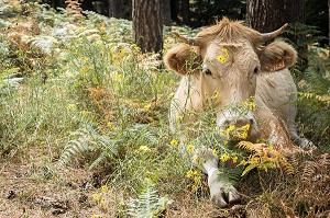 VACHES EN LIBERTE, COL SAINT JOAN DE L'ALBERTA, L'ALBERE (64), FRANCE 