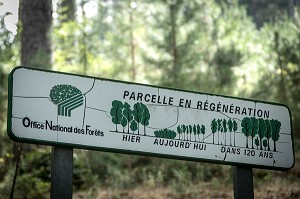 PROTECTION DE PARCELLE EN REGENERATION, OFFICE NATIONAL DES FORETS, ONF 