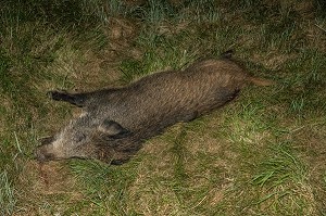 SANGLIER ECRASE AU BORD DE LA ROUTE 
