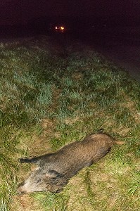 SANGLIER ECRASE AU BORD DE LA ROUTE 