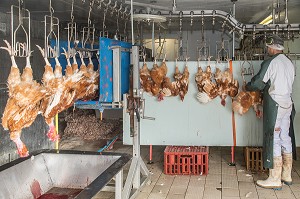 LABORATOIRE ABATTAGE, ELEVAGE DE VOLAILLES EN PLEIN AIR NOURRIES AUX CEREALES DE LA FERME, PRODUITS FERMIERS DE TERROIR, FERME DE GRANDVILLAIN, ORGERES-EN-BEAUCE (28), FRANCE 