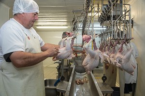 DECOUPE ET PREPARATION DES VOLAILLES, LABORATOIRE DE PREPARATION ET TRANSFORMATION DES POULETS, ELEVAGE DE VOLAILLES EN PLEIN AIR NOURRIES AUX CEREALES DE LA FERME, PRODUITS FERMIERS DE TERROIR, FERME DE GRANDVILLAIN, ORGERES-EN-BEAUCE (28), FRANCE 