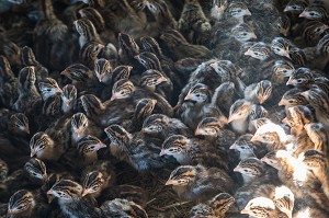 PETIT POUSSINS PINTADE L'ENGRAISSEMENT, ELEVAGE DE VOLAILLES EN PLEIN AIR NOURRIES AUX CEREALES DE LA FERME, PRODUITS FERMIERS DE TERROIR, FERME DE GRANDVILLAIN, ORGERES-EN-BEAUCE (28), FRANCE 