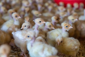 PETITS POUSSINS A L'ENGRAISSEMENT, ELEVAGE DE VOLAILLES EN PLEIN AIR NOURRIES AUX CEREALES DE LA FERME, PRODUITS FERMIERS DE TERROIR, FERME DE GRANDVILLAIN, ORGERES-EN-BEAUCE (28), FRANCE 