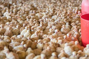 PETITS POUSSINS A L'ENGRAISSEMENT, ELEVAGE DE VOLAILLES EN PLEIN AIR NOURRIES AUX CEREALES DE LA FERME, PRODUITS FERMIERS DE TERROIR, FERME DE GRANDVILLAIN, ORGERES-EN-BEAUCE (28), FRANCE 