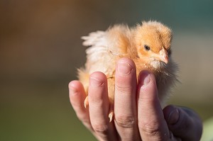 PETIT POUSSIN DANS LA MAIN, ELEVAGE DE VOLAILLES EN PLEIN AIR NOURRIES AUX CEREALES DE LA FERME, PRODUITS FERMIERS DE TERROIR, FERME DE GRANDVILLAIN, ORGERES-EN-BEAUCE (28), FRANCE 