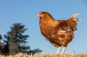 CHAPON, ELEVAGE DE VOLAILLES EN PLEIN AIR NOURRIES AUX CEREALES DE LA FERME, PRODUITS FERMIERS DE TERROIR, FERME DE GRANDVILLAIN, ORGERES-EN-BEAUCE (28), FRANCE 